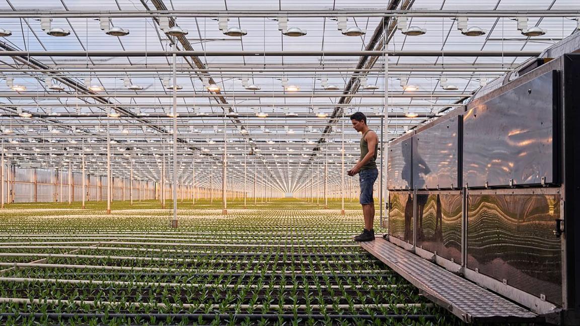 portrait of worker in huge greenhouse portrait of worker in huge greenhouse