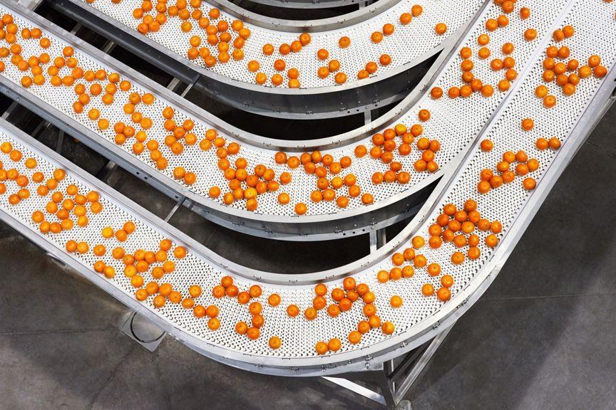 tangerines flow on three conveyor belts tangerines flow on three conveyor belts