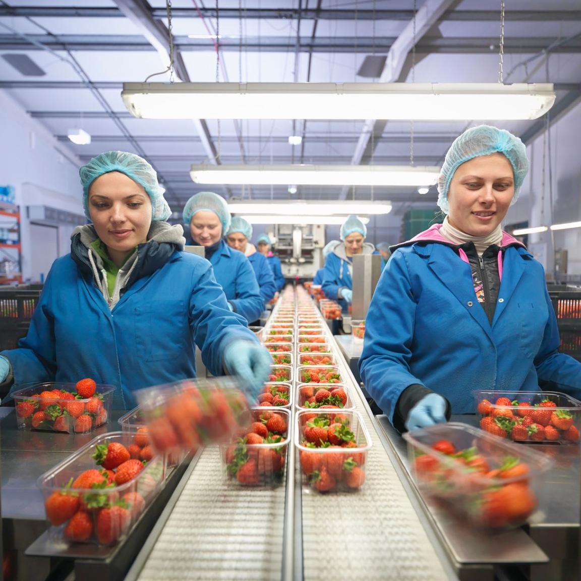 view down conveyor belt with food inspectors view down conveyor belt with food inspectors